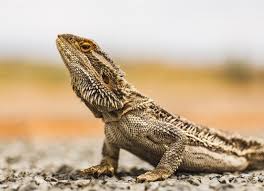 Red Bulbs And Reptiles - Why They Are Detrimental And Can Harm Your Pe –  The Bio Dude