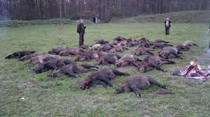 Les battues aux sangliers intéressent des urbains qui viennent parfois. Battues De Sangliers En Croatie Univers Chasse Peche