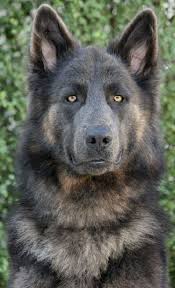 So Beautiful So Alluring So Strong The German Shepherd Beaux Chiens Photographie De Chien Toutous