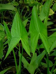Related image
