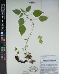 Image result for Acalypha brachystachya