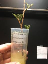 Hormex Rooting Powder Pack - #1,3,8 - Clone Easy To Difficult Plants