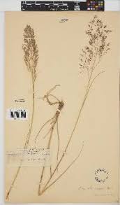 Image result for Panicum arcurameum