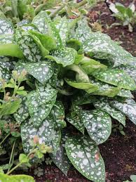 .arbre feuille rouge persistant plante verte feuillage persistant petit arbuste a fleur rose plante verte avec fleur rouge arbuste feuille verte et blanche petite fleur blanche arbuste a fleur blanche de printemps feuille arbuste arbuste a fleur blanche pour haie arbuste a fleur blanche tres odorante. Le Panache Des Pulmonaires La Terre Est Un Jardin