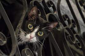 kediler zeytin yer mi kedi beslenmesinde zeytin ve zeytinyagi miyavliyo