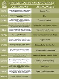 Companion planting is a great way to ensure you have a garden that will grow healthy plants and produce large bounties. Companions Or Antagonists A Complete Guide To Companion Planting Under A Tin Roof