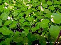 Image result for Hydrocotyle mannii