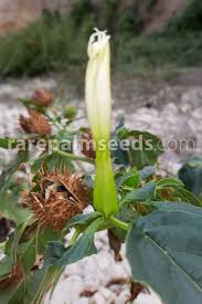 All parts of plant are poisonous if ingested. Datura Stramonium Thornapple Jimsonweed Buy Seeds At Rarepalmseeds Com