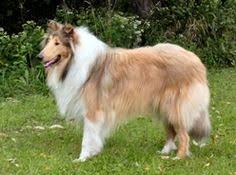 Ushbu aralashmaning ba'zi bir narsalari bor, bu qachon afzaldir to'qish. 27 Dog Fur Yarn Chiengora Ideas Dog Fur Yarn Fur
