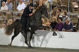 Here are some other interesting facts about the popular breed of horse that you may not know. Rescued Tennessee Walking Horse Inspires Owner To Abolish Soring