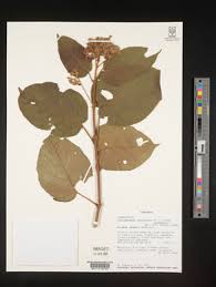 Image result for Clerodendrum johnstonii