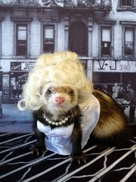 Ferret Lady Pet Ferret Funny Ferrets Cute Funny Animals