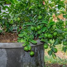 Plantsplus cumberland forest garden centre are specialists for australian native tube stock and young plants, stocking over 200 varieties of quality tubestock plants ready for garden planting or for your landscaping needs. Using Coffee Grounds For Citrus Trees Thriftyfun