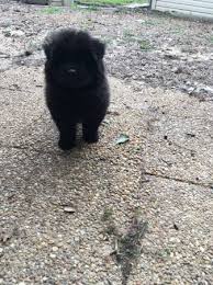 The only way to find out is to ask! Chow Chow Puppy 400 Garden Items For Sale Macon Ga Shoppok
