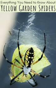 She will attach the egg sac to spinnerets and carry the sac with her until the eggs hatch. The Yellow Garden Spider Argiope Aurantia Owlcation