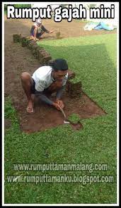 Tukang kolam minimalis i jasa taman. Jual Rumput Gajah Mini Sidoarjo Foto Hasil Kerja Tanam Rumput Di Porong Tahun 2021 Rumput Taman Malang