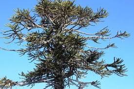 Image result for Arauk rie Araucaria