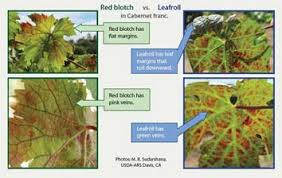 Image result for Grapevine leafroll virus