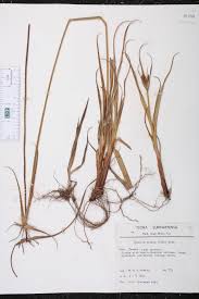 Image result for Cyperus fischerianus