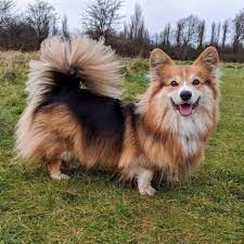 We did not find results for: Pin By Cynthia Venegas On Corgis Corgi Corgi Pembroke Corgi Funny