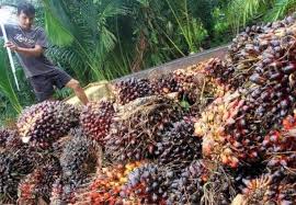 Perkembangan harga produk crude palm oil (cpo) belakangan ini terus bergerak naik menuju ke arah positif. Harga Sawit Di Jambi Periode 10 16 April 2020 Dinamika Jambi