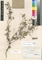 Image result for Gutenbergia cordifolia