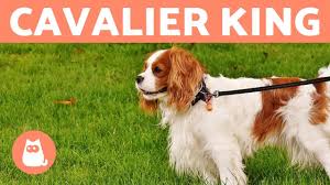 N°11 cavalier king charles spaniel. Cavalier King Carattere E Addestramento Youtube