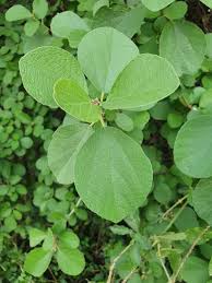 Image result for Cordia monoica