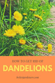 Check spelling or type a new query. How To Get Rid Of Dandelions Better Gardener S Guide