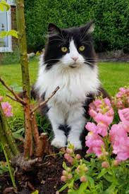 A Beautiful Black And White Long Hair Cat Her Name Is Gossamer Poppamer Pineapple Pie She Loves Her Naturally Hypoallergen Cats Beautiful Cats Kittens Cutest
