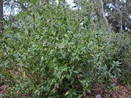 Image result for Strobilanthes hamiltoniana
