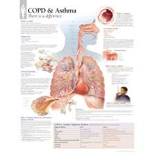 copd asthma chart