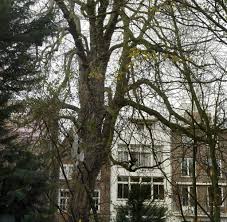 Wir wollen mit der familie in das anne frank haus nach amsterdam, aber wir können nicht bezahlen dar es nur niederländischen banken zur auswahl gibt! Kastanie Unbekannte Fallen Den Anne Frank Baum Welt