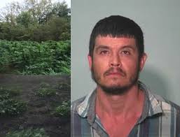 Investigation nets 850 marijuana plants, man arrested