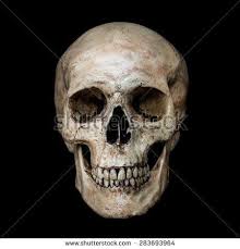 Human Skull Stock Photos Royalty Free Images Amp Vectors Shutterstock Human Skull Skull Skull Art