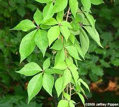It drops its leaves in the winter and grows explosively in the spring. Parthenocissus Virginia Creeper