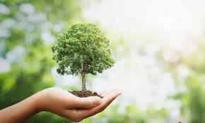 Sheep … 10 slowest growing plants in the world read more » How Long Does It Take For A Tree To Grow Video Included