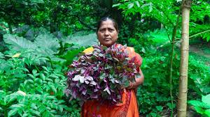 Image result for Amaranthus dubius