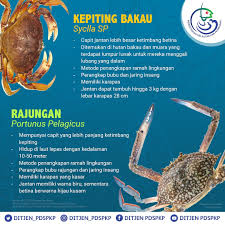 Kami menyediakan kepiting & rajungan untuk suplay rumah makan, hotel, warung dsb dalam jumlah yang besar, kepiting hasil dari keramba sendiri. Humas Ditjen Pdspkp Pa Twitter Indonesia Kaya Akan Hasil Laut Salah Satunya Adalah Rajungan Yg Beberapa Waktu Lalu Diekspor Ke Luar Negeri Sahabatbahari Yang Masih Bingung Membedakan Antara Rajungan Dan Kepiting Silahkan