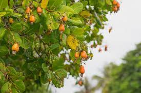 The tree can grow as high as 14 m, but the dwarf cultivars, growing up to 6 m, prove more profitable, with earlier maturity and greater yields. Cashew Nuts How It S Made