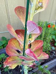 How Do I Cure Millot Kalanchoe Root Rot?
