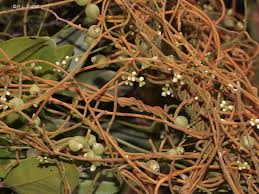 Image result for Cassytha filiformis