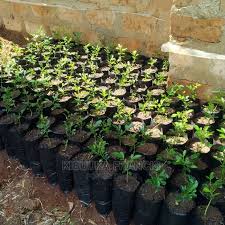 Image result for Citropsis