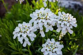 What Is A Candytuft Plant Home Stratosphere