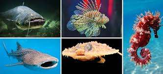 Do you know which fish has the largest eyes in proportion to its body size? Ocean Trivia Questions And Answers Marine Life Trivia