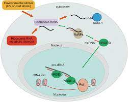 Accordingly, rrna governs the decoding of messenger rna into amino acids, as it provides also, rrna interacts with transfer rna during translation, which is the conversion of a base sequence of. Frontiers The Functions Of Non Coding Rnas In Rrna Regulation Genetics