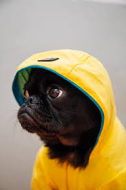 The dog may not regard the things you are his leader. How To Calm Your Dog During A Thunderstorm Readivet