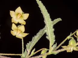 Image result for Hermannia quartiniana