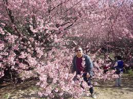 Tempat tersebut dinamai bukit sakura kemiling atau taman sakura. Travel In Asia Taiwan Cherry Blossoms 2022 Ultimate Travel Guide When Where How To Go Tips And Tricks