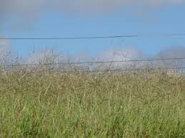 Image result for Digitaria seriata
